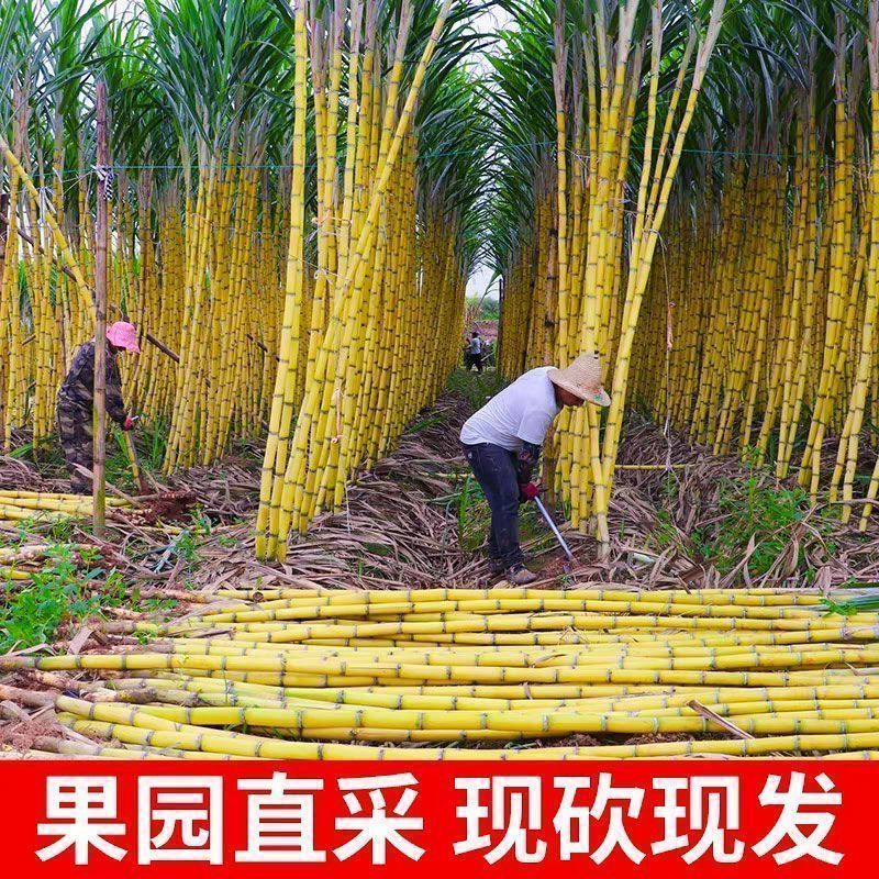 【一件代发】正宗云南黄金甘蔗新鲜当季水果现砍手撕甘蔗