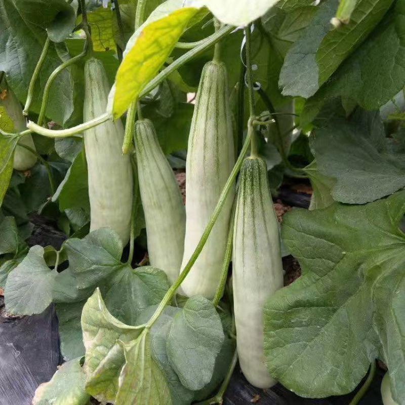 山东蜜甜瓜，大量供应，产地直销，大量上市，品牌博洋61