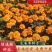 孔雀草种子混色重瓣草花种子庭院室外景观花卉四季易种花种