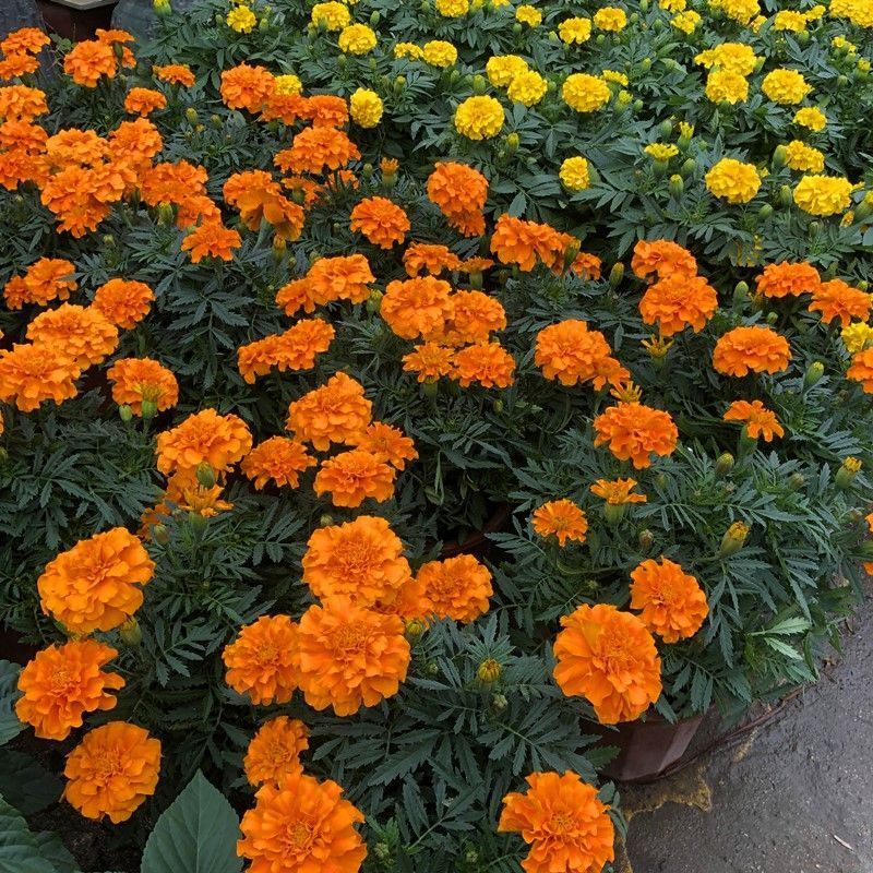 孔雀草种子混色重瓣草花种子庭院室外景观花卉四季易种花种