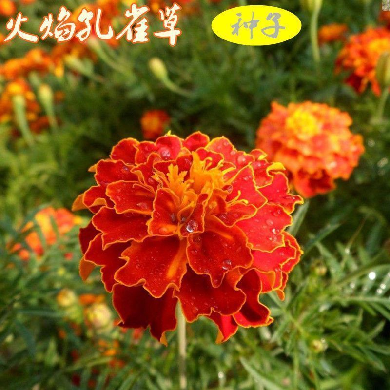 孔雀草种子混色重瓣草花种子庭院室外景观花卉四季易种花种