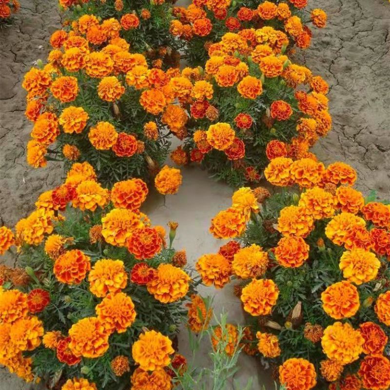 孔雀草种子混色重瓣草花种子庭院室外景观花卉四季易种花种