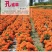孔雀草种子混色重瓣草花种子庭院室外景观花卉四季易种花种