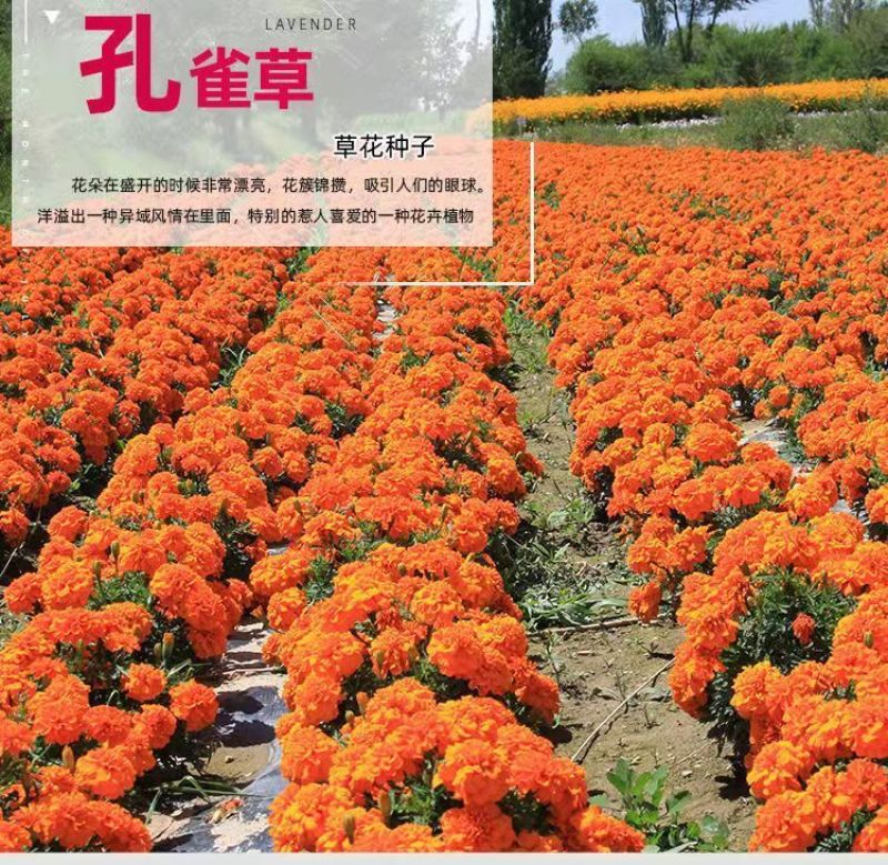 孔雀草种子混色重瓣草花种子庭院室外景观花卉四季易种花种