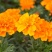孔雀草种子混色重瓣草花种子庭院室外景观花卉四季易种花种