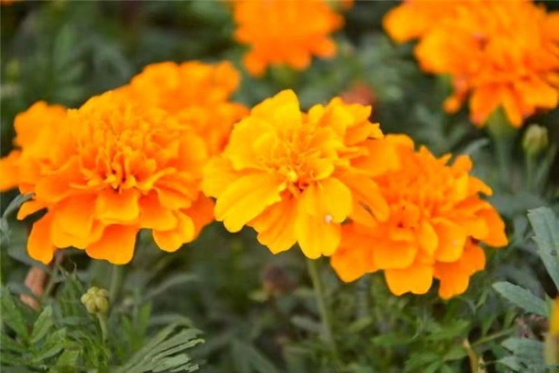 孔雀草种子混色重瓣草花种子庭院室外景观花卉四季易种花种
