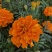 孔雀草种子混色重瓣草花种子庭院室外景观花卉四季易种花种