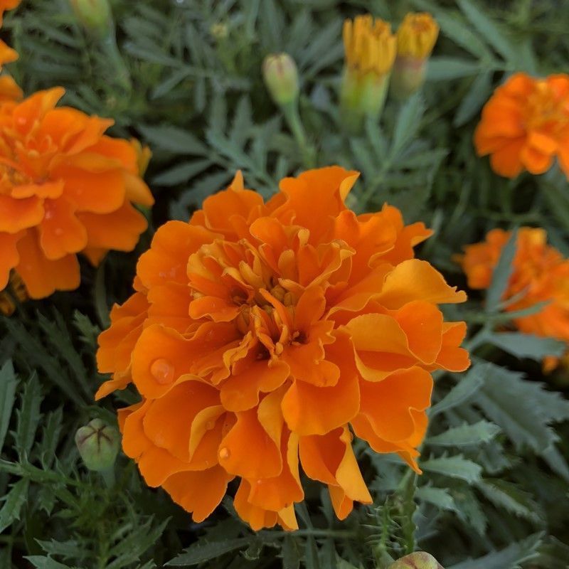 孔雀草种子混色重瓣草花种子庭院室外景观花卉四季易种花种