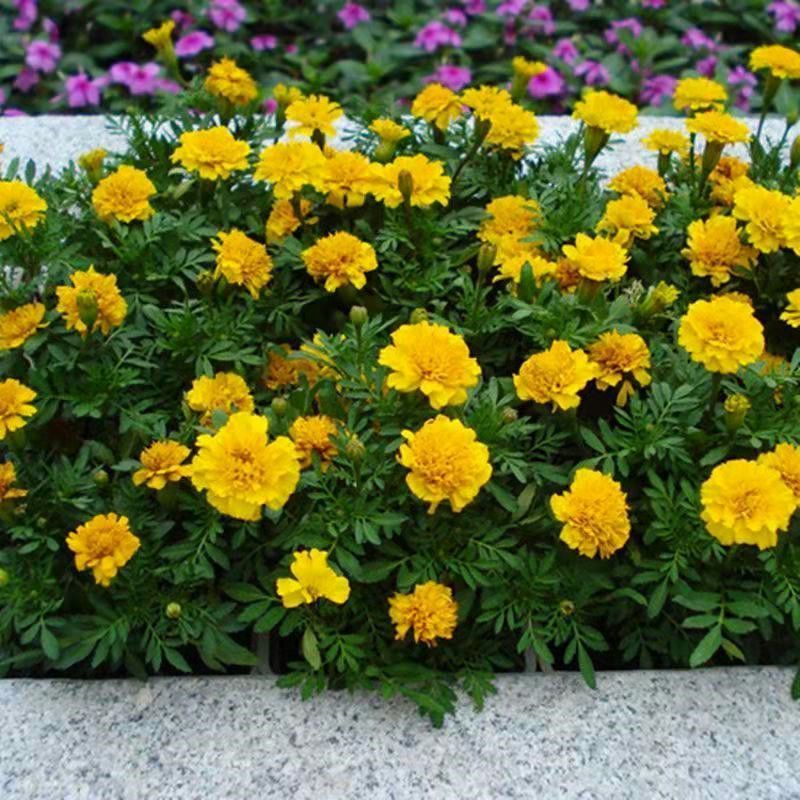 孔雀草种子混色重瓣草花种子庭院室外景观花卉四季易种花种