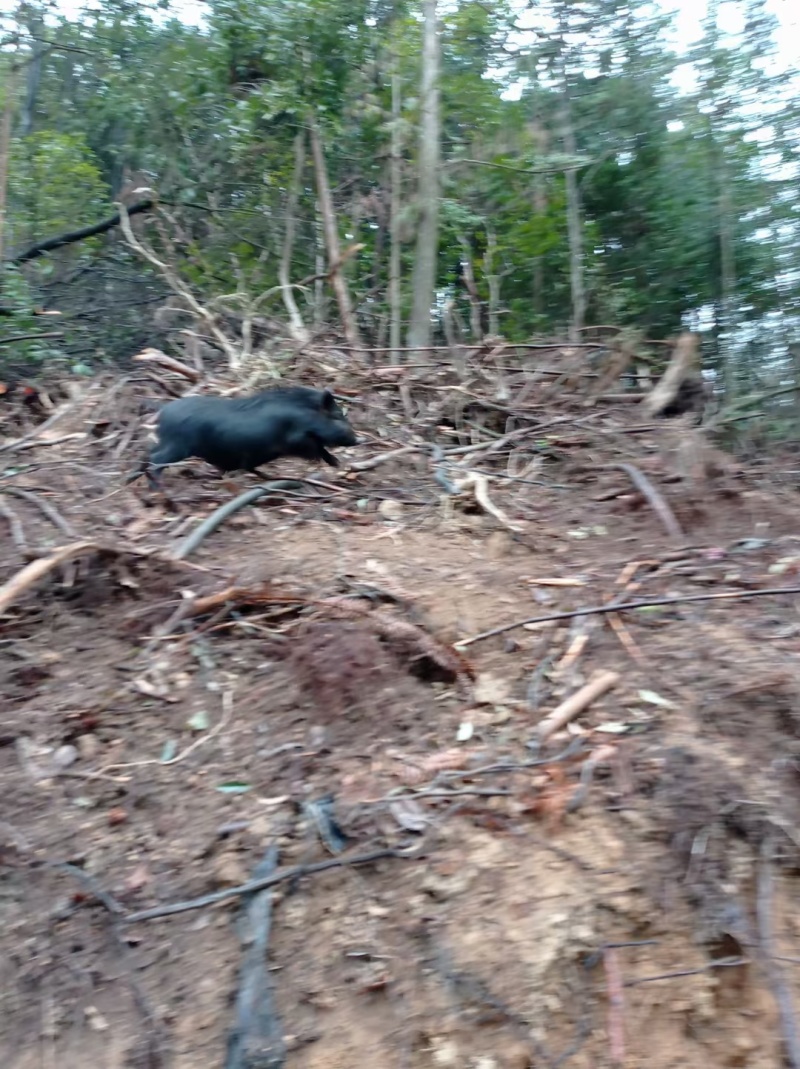 山林散养藏香猪出售