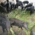 山林散养藏香猪出售