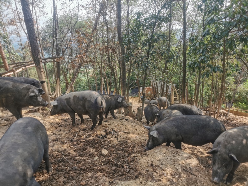 山林散养藏香猪出售