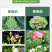 磷酸二氢钾磷钾叶面肥冲施肥滴灌喷施专用肥料全水溶磷钾肥