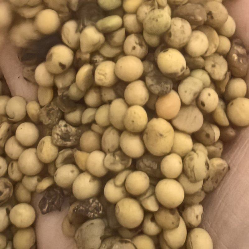 畜牧专用炒熟黄豆质量保证可视频看货全国发货