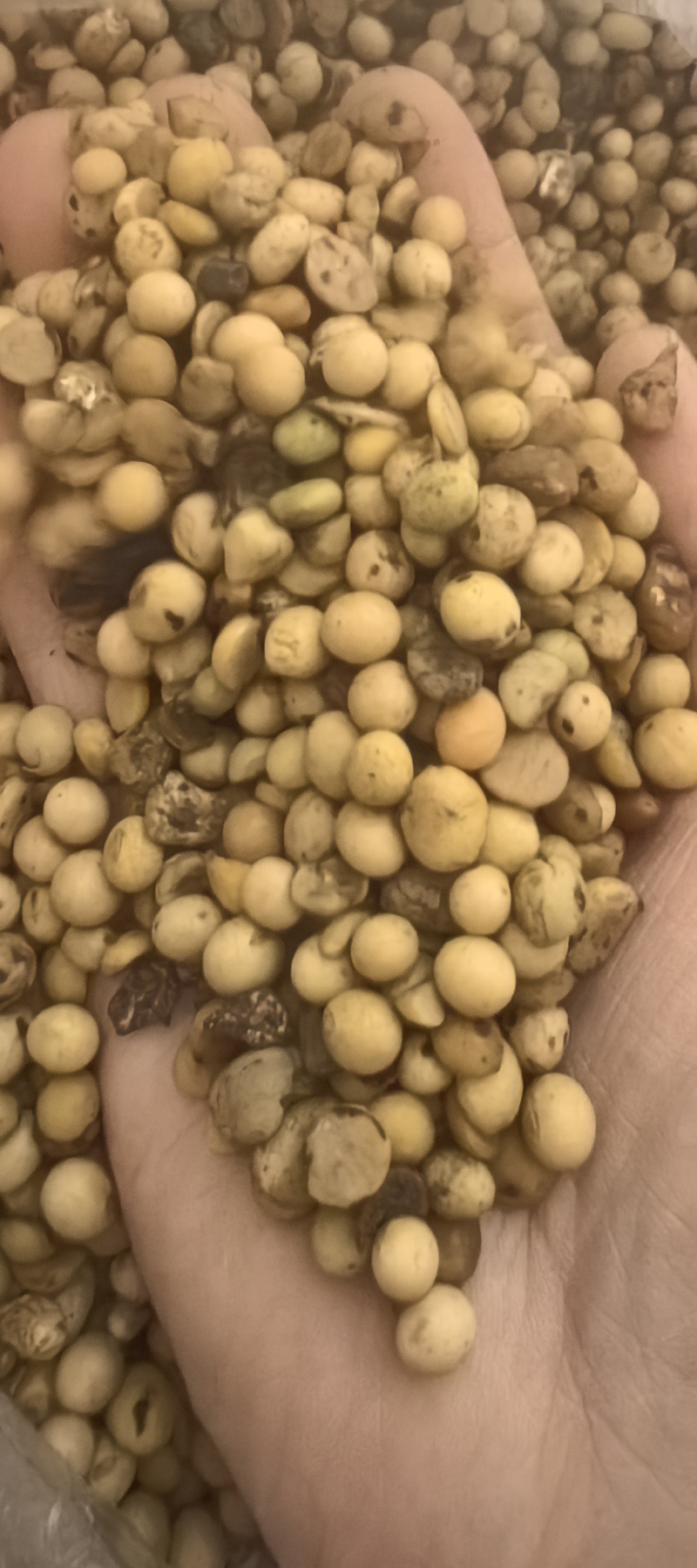 畜牧专用炒熟黄豆质量保证可视频看货全国发货