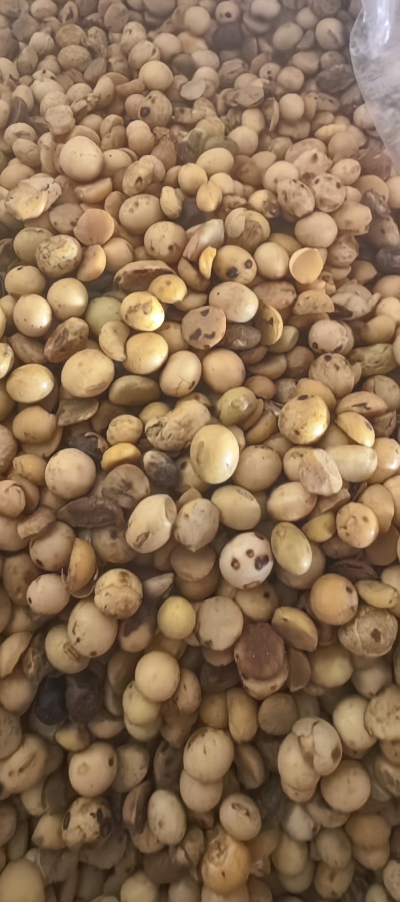 畜牧专用炒熟黄豆质量保证可视频看货全国发货