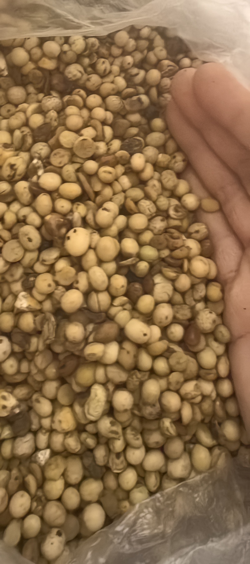 畜牧专用炒熟黄豆质量保证可视频看货全国发货