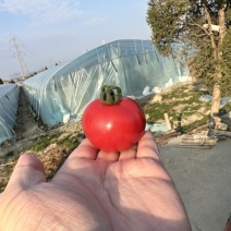 嘉红100水果番茄.基地直发.每天现摘
