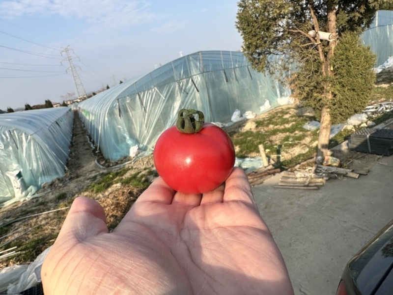 嘉红100水果番茄.基地直发.每天现摘
