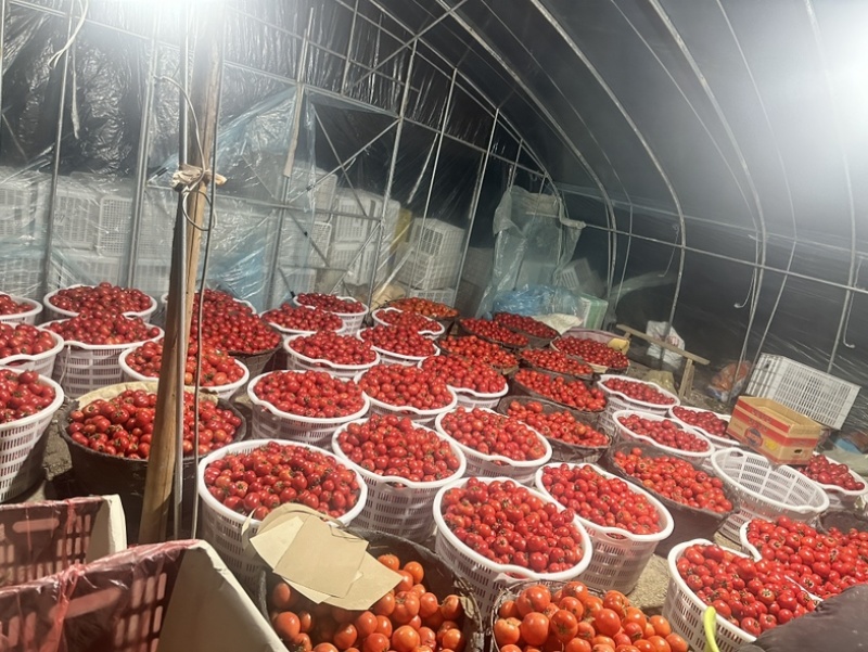 嘉红100水果番茄.基地直发.每天现摘