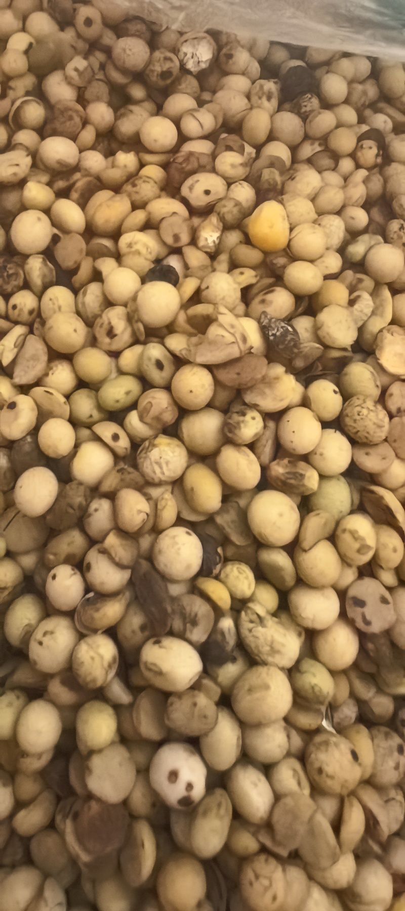 畜牧专用炒熟黄豆质量保证可视频看货全国发货