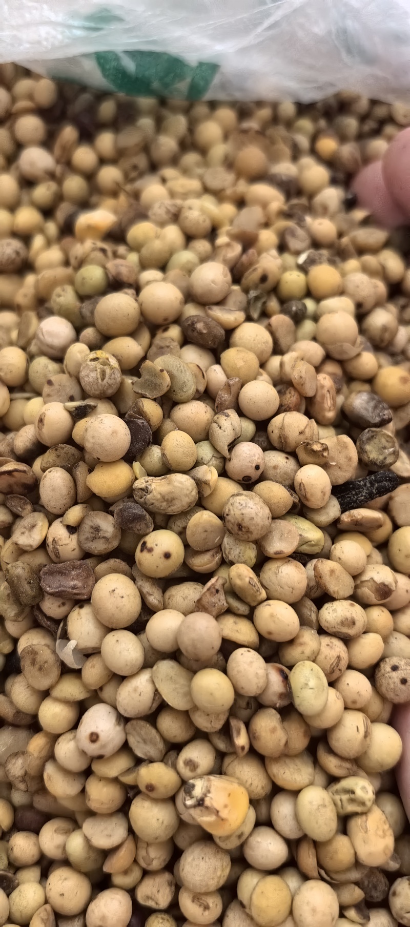畜牧专用炒熟黄豆质量保证可视频看货全国发货