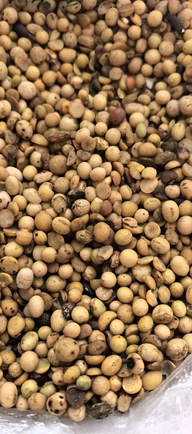 畜牧专用炒熟黄豆质量保证可视频看货全国发货