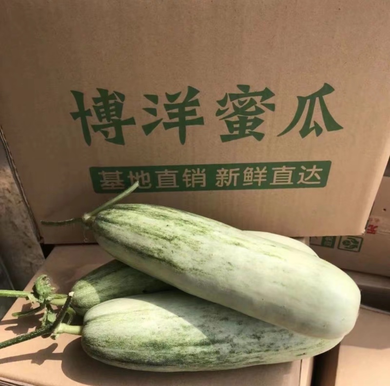 羊角蜜各种包装一件代发商超社区团购电商大量有货