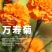新万寿菊种子臭芙蓉万寿灯蜂窝菊臭菊花蝎子菊金菊花春秋播种