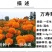 新万寿菊种子臭芙蓉万寿灯蜂窝菊臭菊花蝎子菊金菊花春秋播种