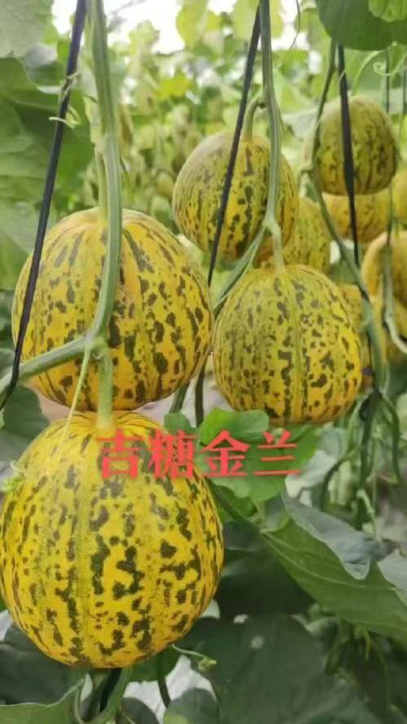 山东甜瓜，吉糖金兰甜瓜，大量上市，欢迎各大批发老板联系