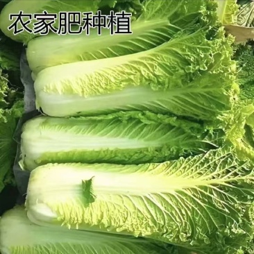 麻叶菜湖北麻叶菜大麻叶菜
