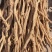 甘肃防风节