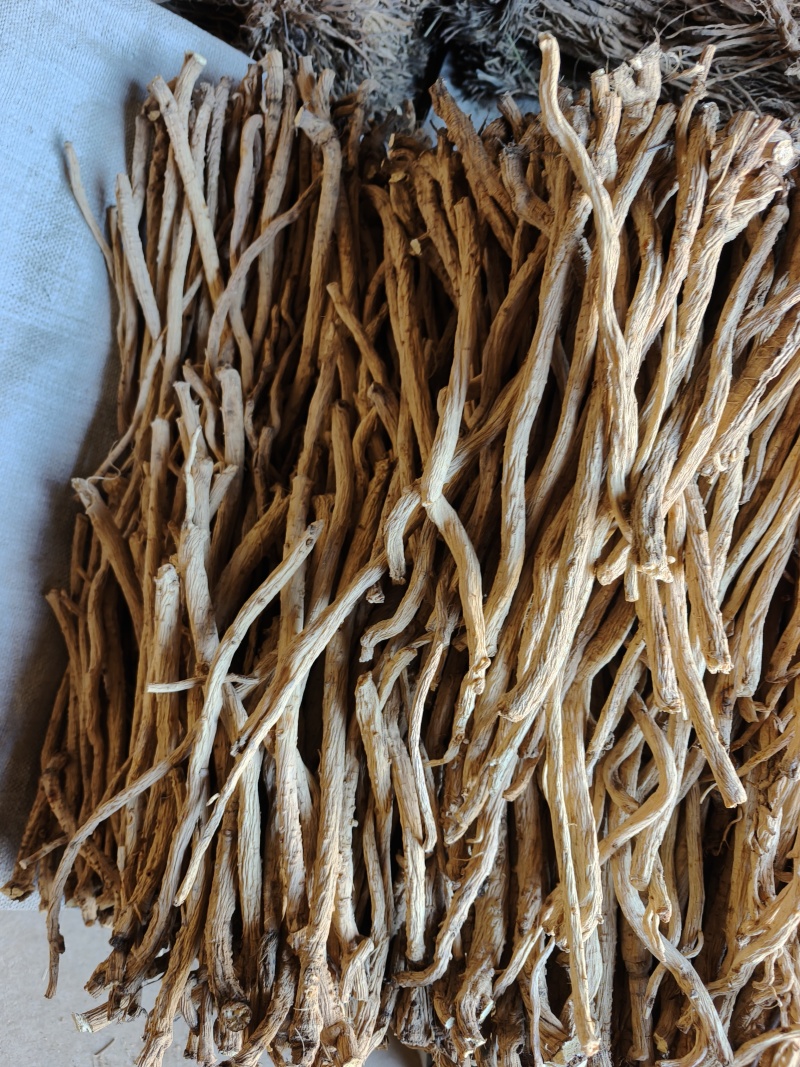 甘肃防风节