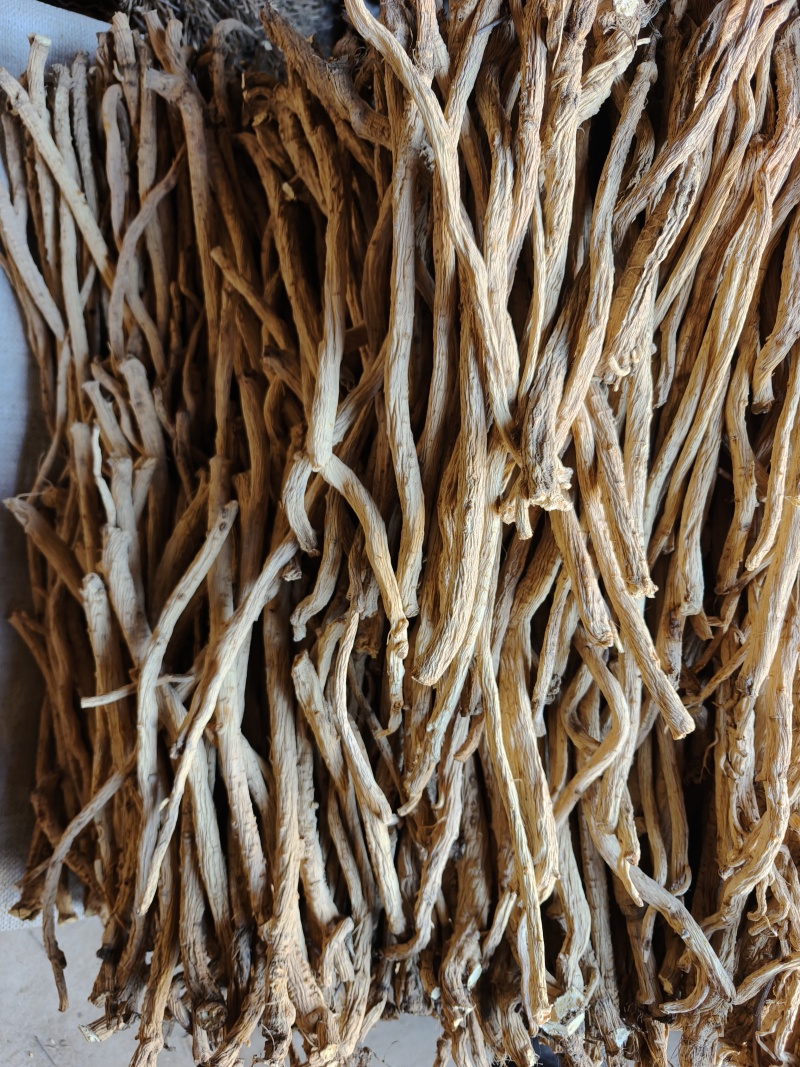 甘肃防风节