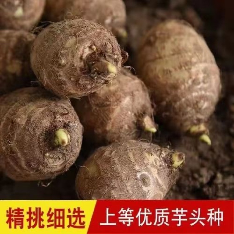 优质芋头，现挑现发