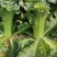 麻叶菜湖北麻叶菜大麻叶菜