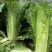 麻叶菜湖北麻叶菜大麻叶菜