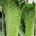 麻叶菜湖北麻叶菜大麻叶菜
