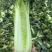 麻叶菜湖北麻叶菜大麻叶菜