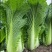 麻叶菜湖北麻叶菜大麻叶菜