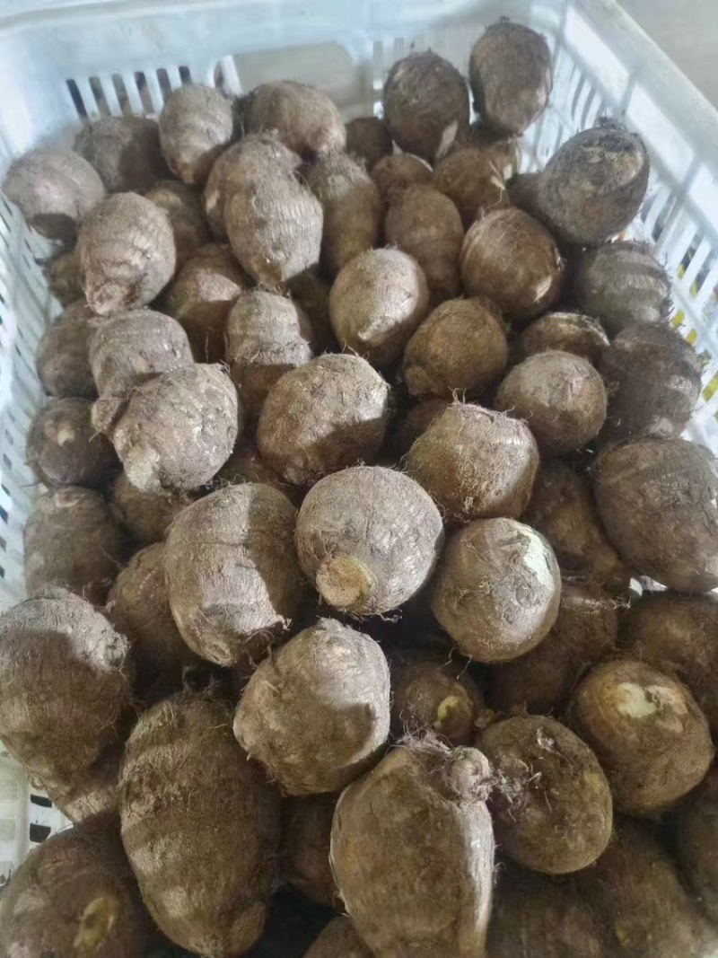 优质芋头，现挑现发