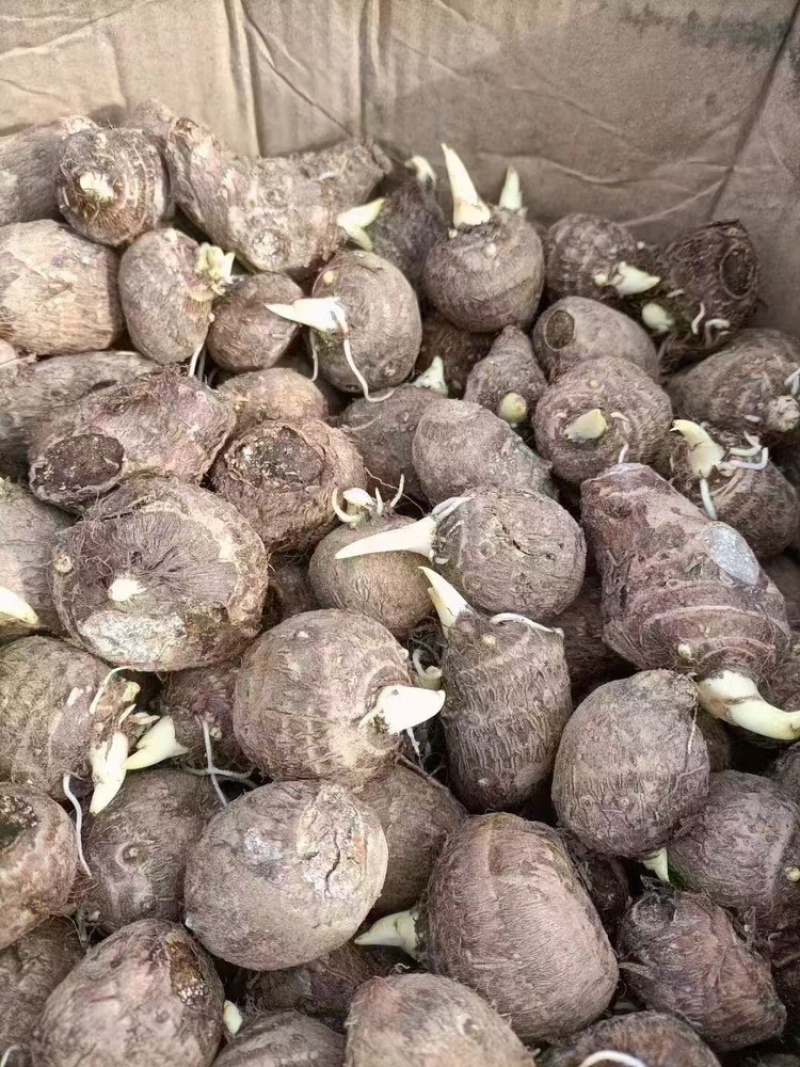 优质芋头，现挑现发