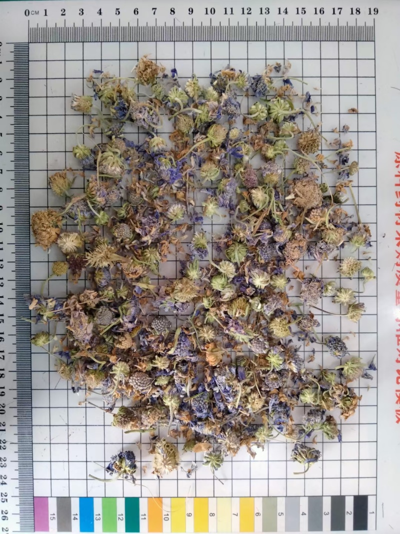 蓝盆花冷背中药材干货欢迎选购！