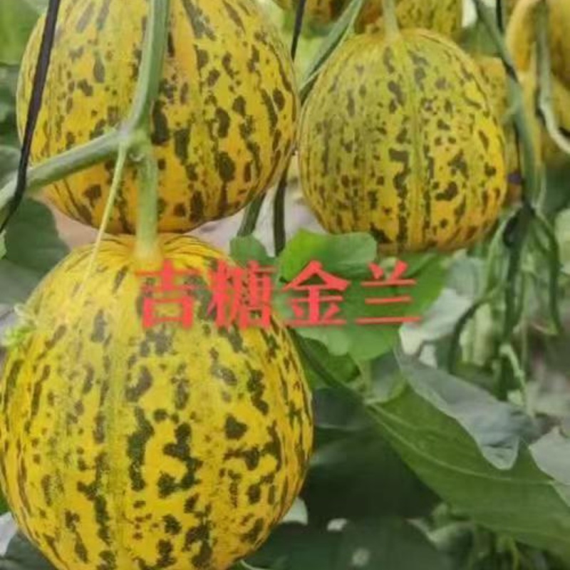 山东甜瓜，吉糖金兰甜瓜，大量上市，欢迎各大批发老板联系