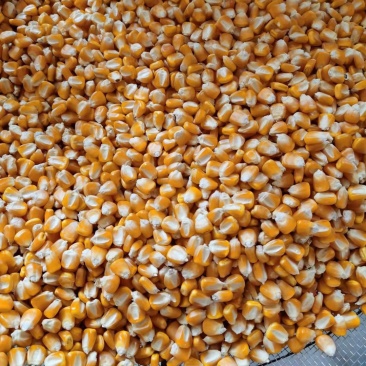 优质玉米少量供应