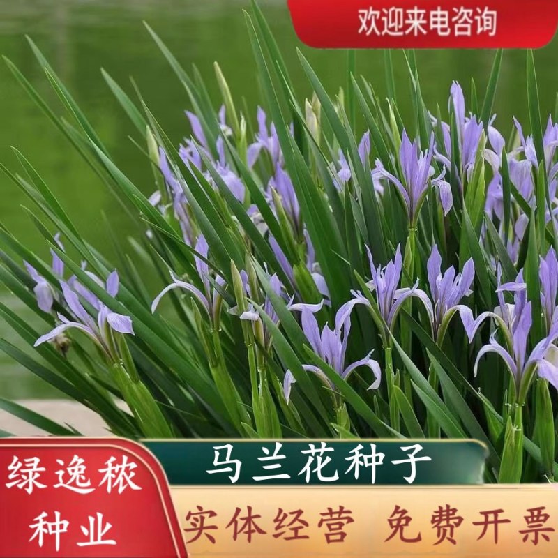 新采马兰花种子