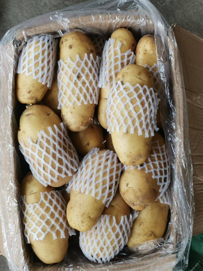 冷库黄荷兰十五，V7土豆大量现货出库，货源充足，全国发货