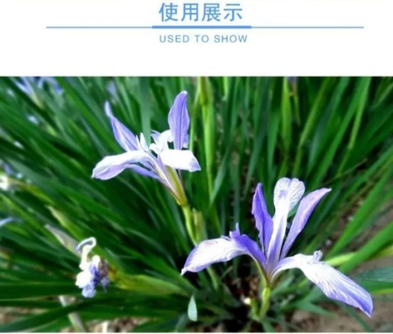 新采马兰花种子
