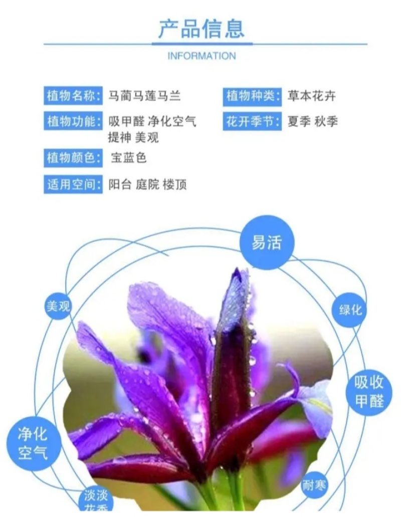 新采马兰花种子